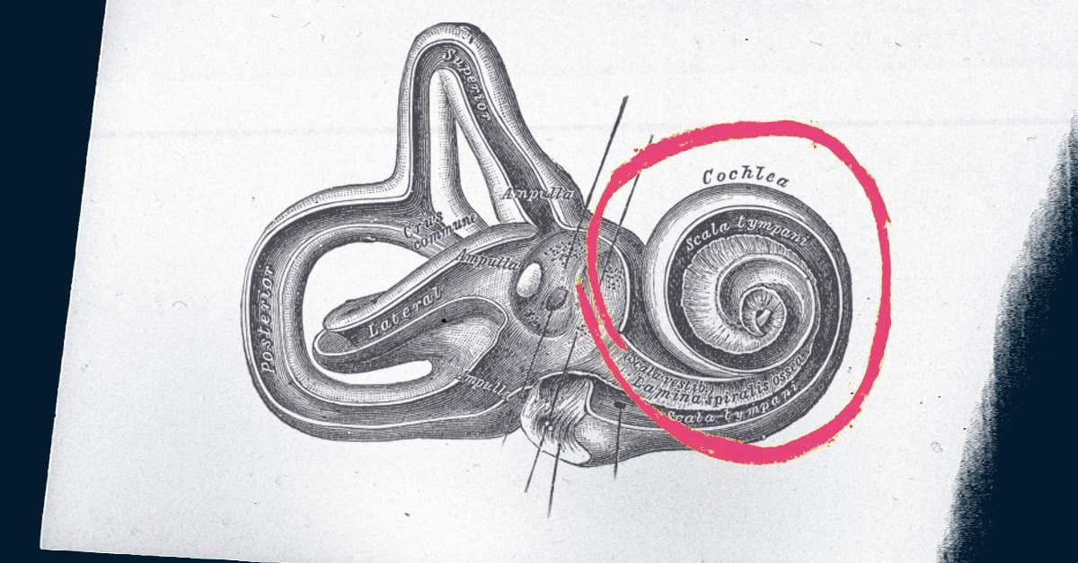 cochlea